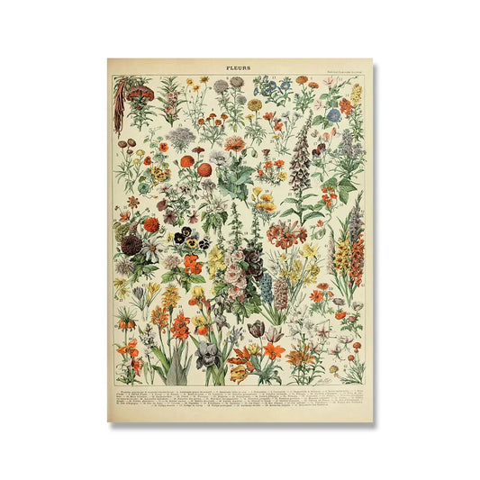 Vintage Adolphe Millot Encyclopedia Posters – Botanical & Natural History Canvas Wall Art Prints